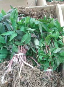 白芨种植技术解析：北方地区如何实现高效益？