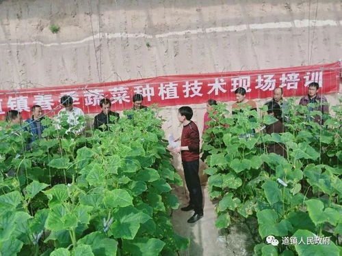 蔬菜种植新革命：揭秘高效种植技术培训新趋势
