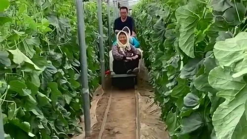 《东北大棚种植技术革新：揭秘如何让蔬菜产量翻倍？》