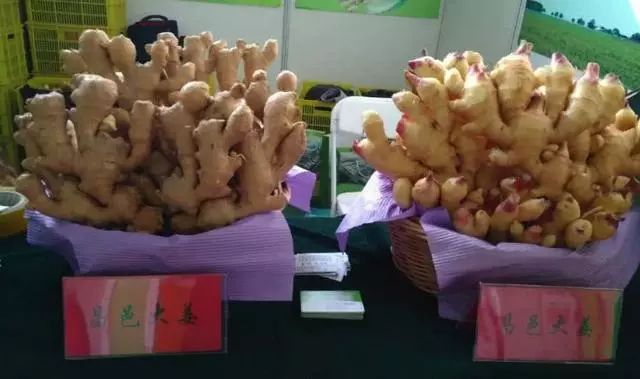 滕州市每年的农产品滞销_山东蔬菜捐助_寿光蔬菜大棚