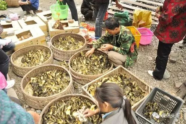 农民农产品销售的多种方式：个体零售、店面销售、规模批发与网上销售