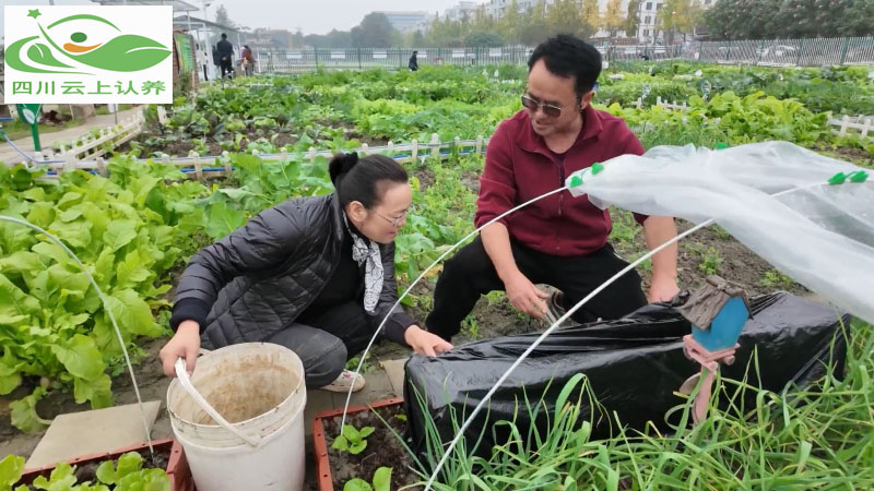 农产品品牌营销策略_亲子认养套餐_认养农业营销方案