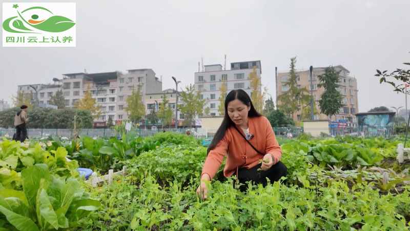 认养农业营销方案_亲子认养套餐_农产品品牌营销策略