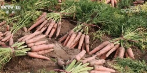 传统农产品流通模式_河南蔬菜滞销解决方案_全国供销合作社系统采购滞销蔬菜