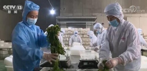 全国供销合作社系统采购滞销蔬菜_传统农产品流通模式_河南蔬菜滞销解决方案