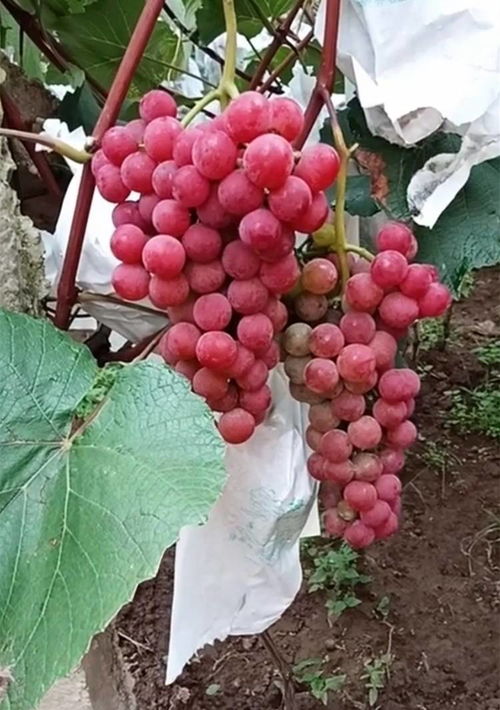 揭秘盆栽中国红种植秘籍：让家居绿意盎然