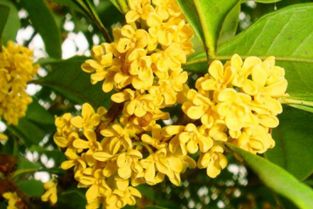 广西桂花树种植技术揭秘：如何培育出香气四溢的“金桂”？
