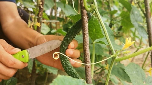黄瓜种植技术揭秘：高效益的秘密武器，你掌握了吗？