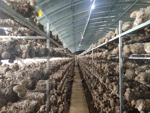 香菇种植大棚技术革新：揭秘高效益的秘密武器