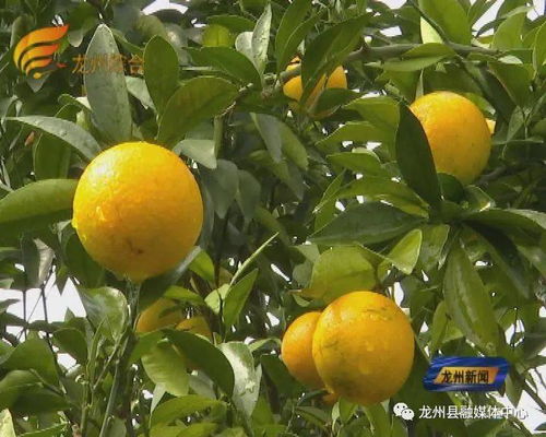 《揭秘红江橙种植秘籍：如何打造高品质果品？》