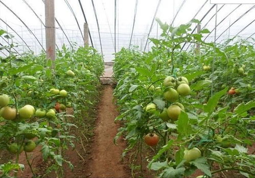 西红柿大棚种植技术揭秘：如何实现高产高效？