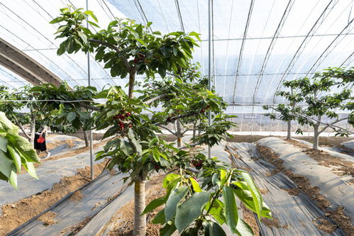 大棚大樱桃种植技术：揭秘高效益的秘密武器