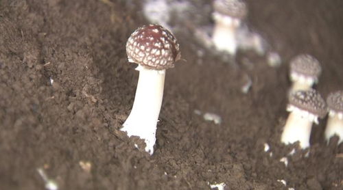 探索蘑菇种植奥秘：掌握核心技术，开启绿色财富之门