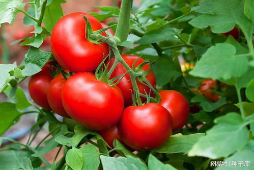 西红柿种植攻略：最佳种植时间与高效栽培技术揭秘