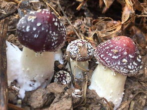 《种植蘑菇技术大全直播：揭秘蘑菇种植的奥秘与技巧》