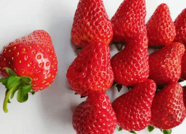 《揭秘酵素种植：掌握正规技术，开启健康生活之门》