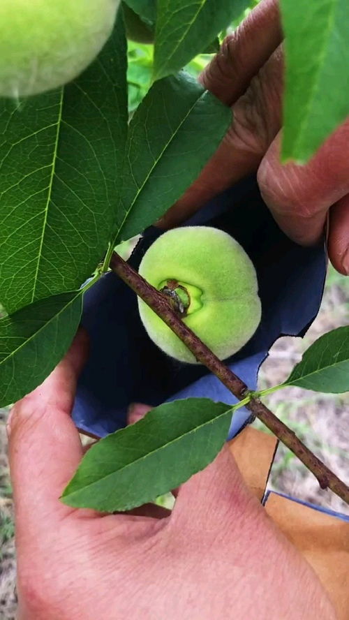 揭秘果树种植技术宝藏：网罗全网权威资讯平台大全