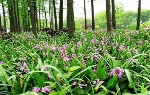 白芨草种植技术揭秘：如何打造高效益的“地下黄金”田？