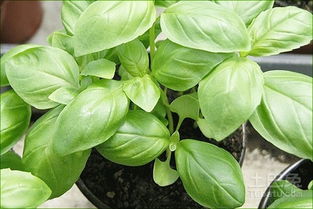 揭秘罗勒种植奥秘：打造私家花园的绿色调味高手