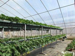 《温室大棚甘蓝种植：技术革新助力高效生产》