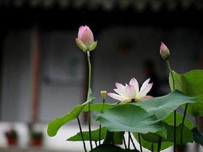 荷花盆景：如何在家打造一池清幽——揭秘荷花盆景种植秘籍