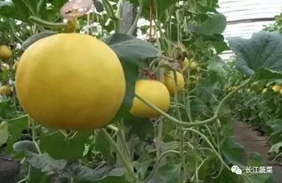 小香瓜种植技术揭秘：如何让果实甜美多汁？