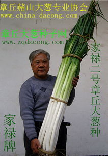 大葱籽种植攻略：揭秘高效益的绿色农业新趋势