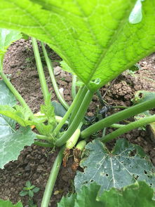 《揭秘三月瓜种植奥秘：高效种植技术视频深度解析》