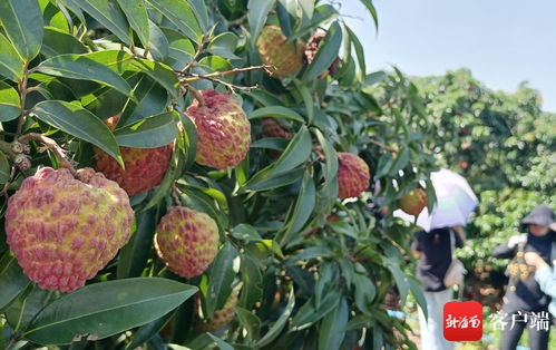 火山荔枝王种植技术揭秘：如何打造高品质果品？