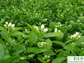 白术种植技术揭秘：如何提高 yields，打造绿色农业新标杆？