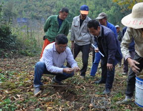 黄精种植技术详解：揭秘高效益的养生植物栽培之道