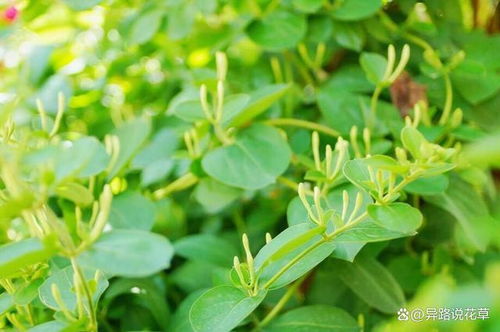 揭秘金银花种植：高效技术助力产业升级