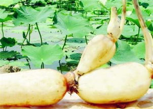 莲藕种植新篇章：揭秘高效益的绿色农业技术