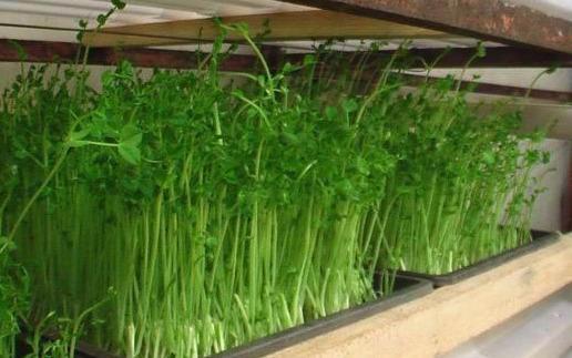 揭秘豌豆苗种植奥秘：视频教程助你轻松播种绿色生活