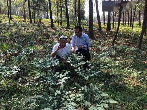 揭秘魔芋种植新趋势：技术专家带你走进魔芋王国