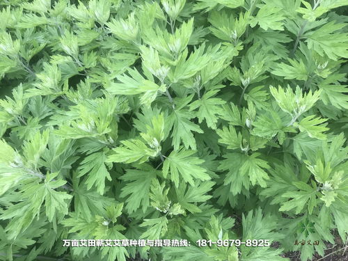 艾草种植：古老草本的新兴市场，如何把握种植与销路的双赢之道？