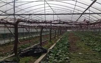 阳光玫瑰大棚种植技术揭秘：如何打造高品质葡萄？