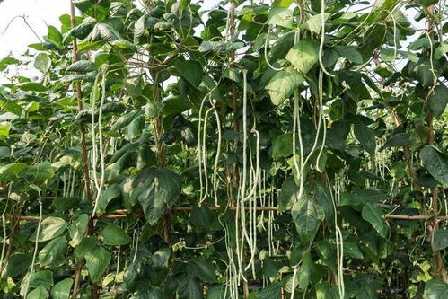 长豇豆种植新攻略：揭秘高效生产秘诀，产量翻番不是梦！