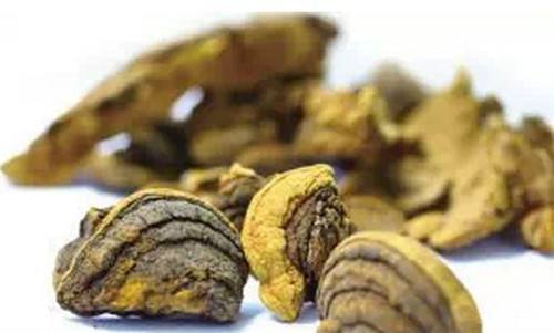 揭秘桑黄菌种植技术：开启生态农业新篇章