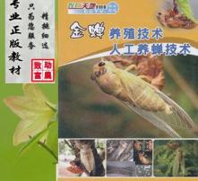 金蝉养殖新篇章：揭秘高效种植方法与关键技术