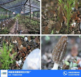 《桑黄菌种植技术揭秘：探寻行业领先资源，开启财富之门》