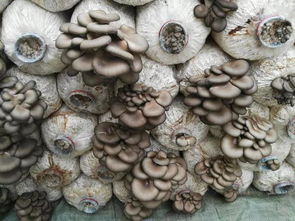 重庆桑黄菌种植技术揭秘：如何打造高效生态农业新典范？