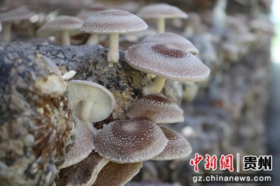 【夏香菇种植秘籍】揭秘高效夏香菇栽培技术，助力农民增收