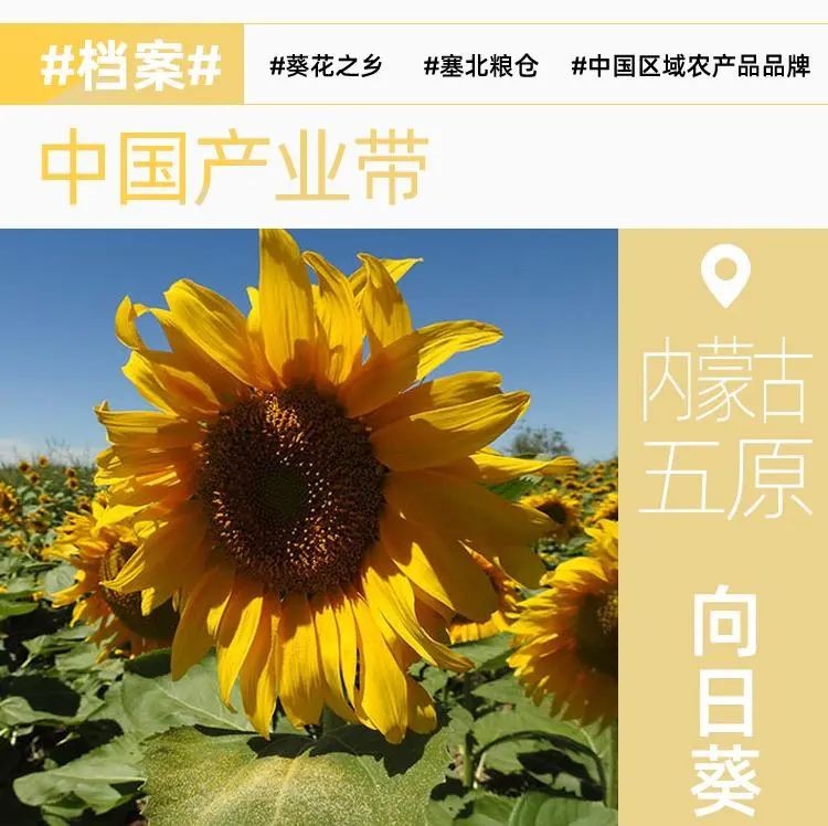 海南鲜品推广活动_农产品网络推广渠道_农产品品牌化建设