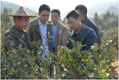 油茶树种植新革命：揭秘绿色高效种植技术
