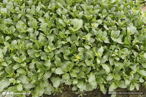 【种植新视野】菜心种植技术视频大全：揭秘高效高产的秘密！