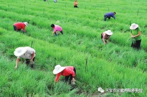 小香葱种植新篇章：揭秘高效种植技术与产量提升之道