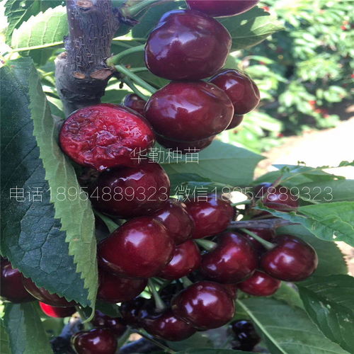 大棚美早樱桃种植技术揭秘：如何让樱桃早熟多产？