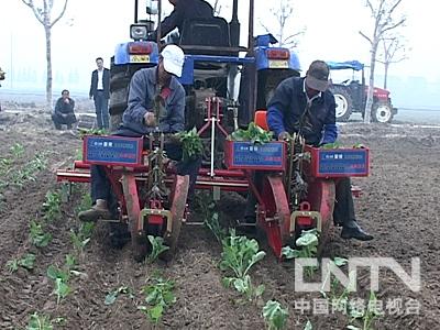冬油菜种植技术揭秘：如何提高产量与品质？