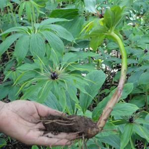 《揭秘重楼种植：掌握这五大关键技术，让你的重楼产量翻倍！》